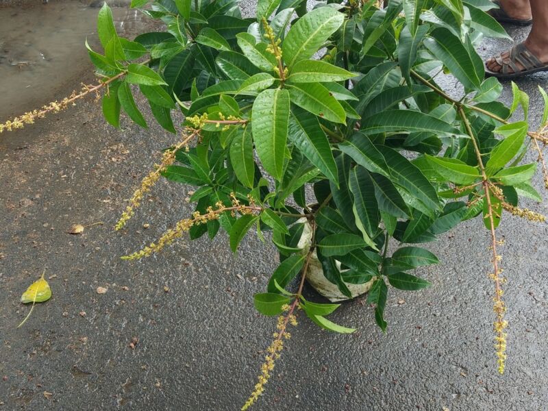 Bengal Garden Nursery