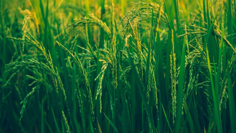 What Does Agricultural Insurance Cover