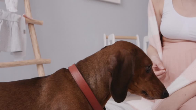 Benefits of Hiring a Qualified Dog Trainer