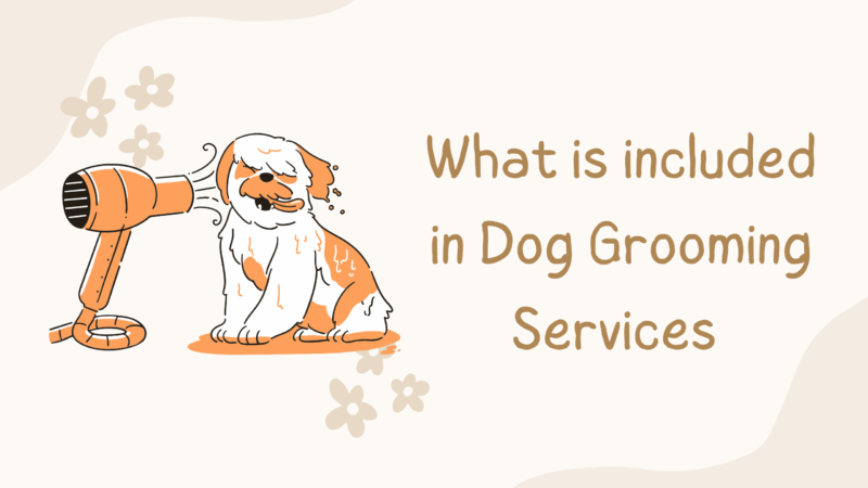 dog grooming services
