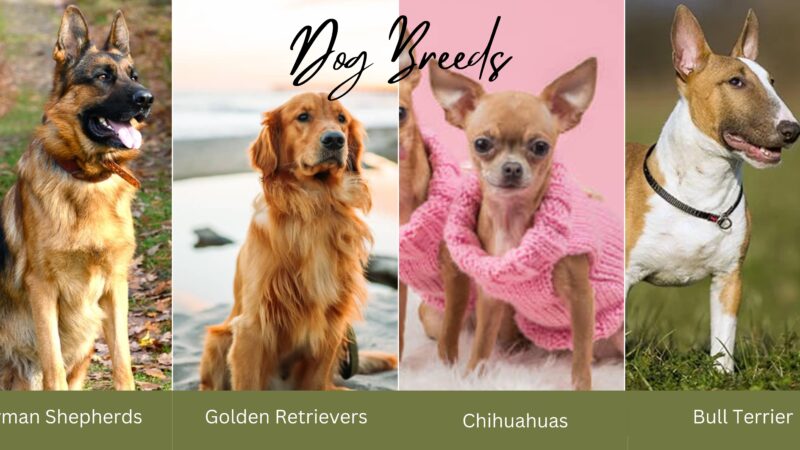 dog-breeds